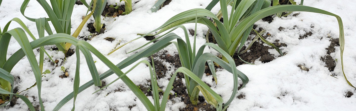winter vegetable garden