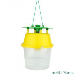 RUSSELL IPM MOTTENVAL INCL. 2X BUXUSMOT FEROMOON