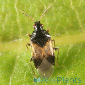 ROOFWANTS (ORIUS) TEGEN TRIPS 100 STUKS 25 M²