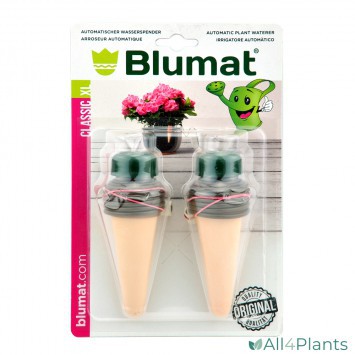 9002683010520 BLUMAT KAMERPLANT XL VERPAKT PER 2 VOOR POTTEN VANAF 15 CMer-2stuks_500px