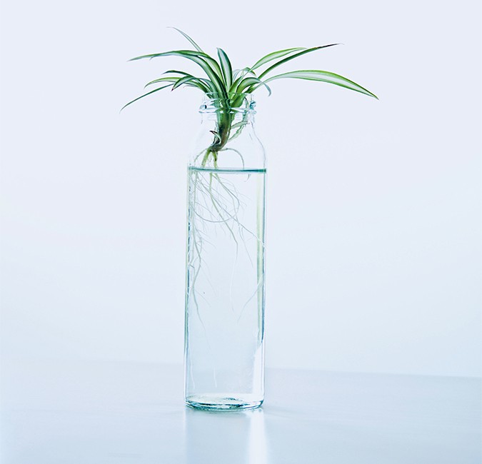 Hydroponie plant in glas water