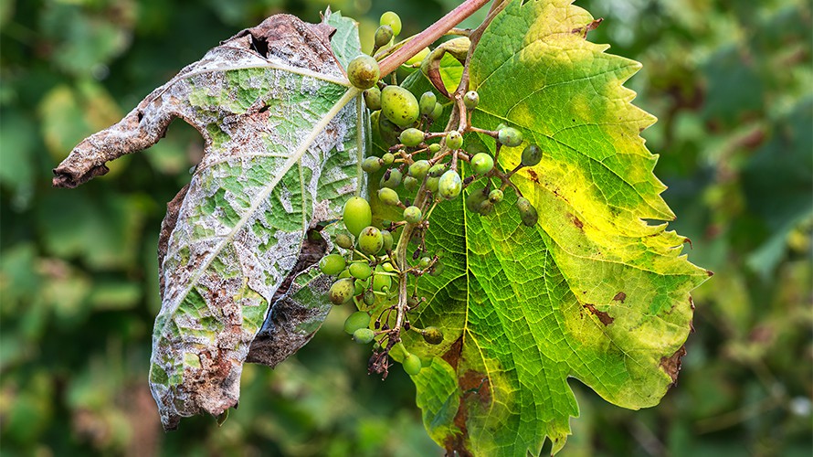Meeldauw op een druivenblad.
