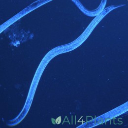 NEMATODEN STEINERNEMA TEGEN VARENROUWMUG 5 MILJOEN 10 M²