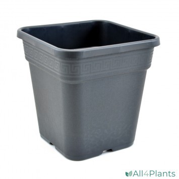 NPB VEGA VIERKANTE POT 11 LITER