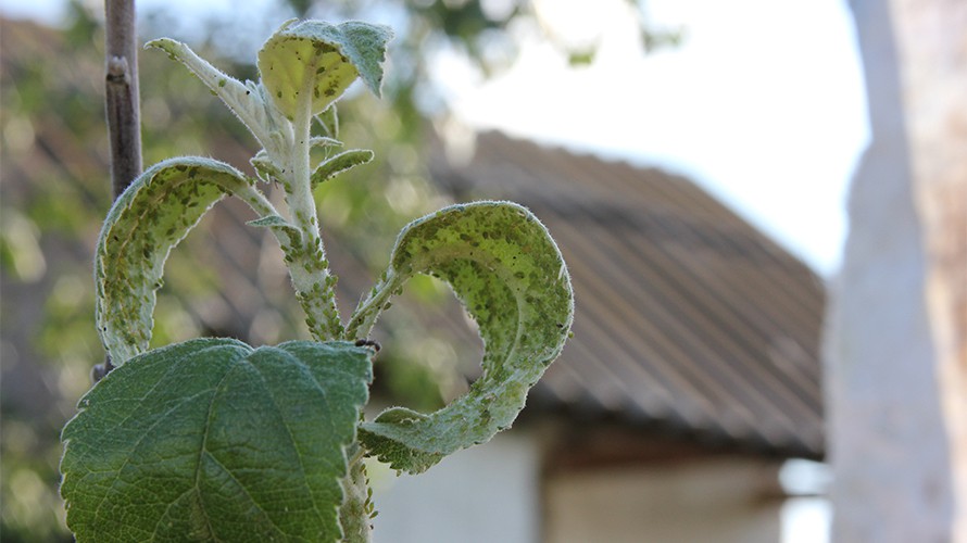 Meeldauw op een druivenblad.