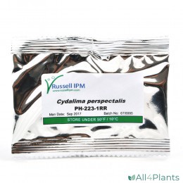 RUSSELL IPM BUXUSMOT FEROMOON CYDALIMA PERSPECTALIS