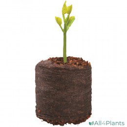 5031670503206 GARLAND KOKOSTABLET 20 X Ø36 MM