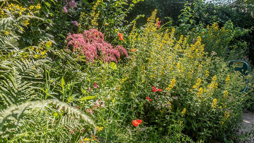 Bloementuin N. Wiggerman