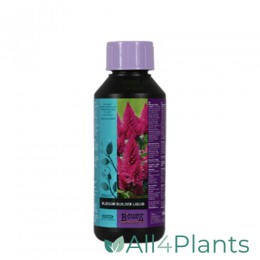 B'CUZZ BLOSSOM BUILDER LIQUID 250 ML